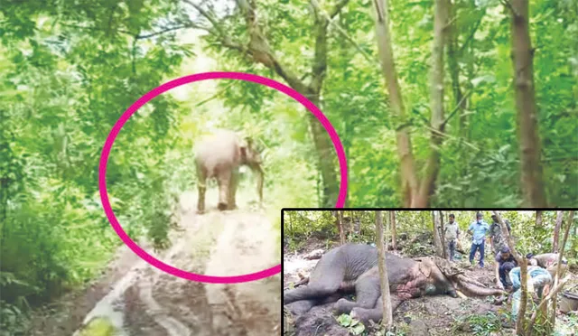 ଦନ୍ତା ଶରୀରରୁ ଗୁଳି କାଢ଼ିଲେ, ପରୀକ୍ଷା ପାଇଁ ପଠାଗଲା ଅଙ୍ଗର ନମୁନା