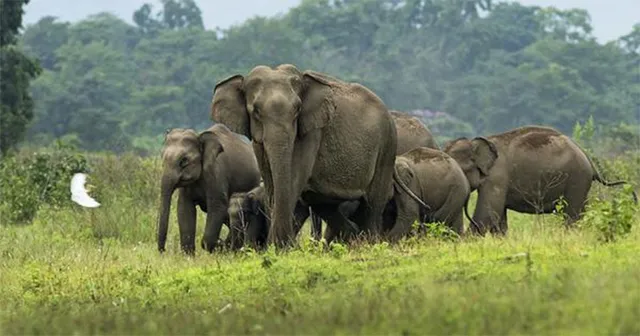 ଗଜରାଜକୁ ଏବେ ବି ବିଦ୍ୟୁତ୍‌ ବିପଦ