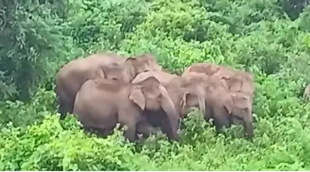 ୪୯ ନମ୍ବର ଜାତୀୟ ରାଜପଥ କଡ଼ରେ ୧୩ଟିକିଆ ହାତୀପଲ