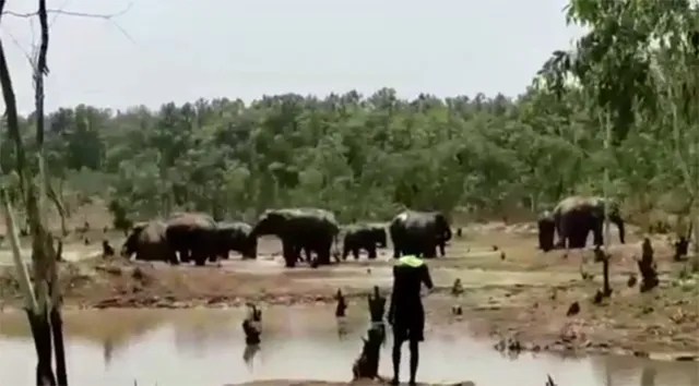 ବିଛାକୁଣ୍ଡି ରାସ୍ତାରେ ହାତୀପଲ 