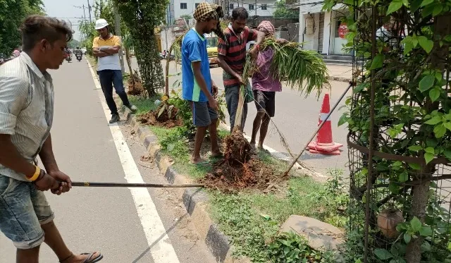 ପଦାରେ ପଡ଼ିଲା ସୌନ୍ଦର୍ଯ୍ୟକରଣ ନାଁରେ ହରିଲୁଟ୍‌, ଲାଗିଥିବା ପାମ୍‌ ଟ୍ରି ଉପୁଡାଗଲା