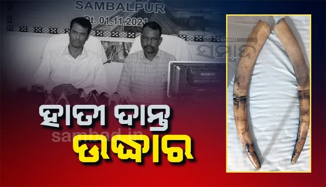 ୨ଟି ହାତୀର ଦାନ୍ତକୁ ବିକ୍ରି କରିବାକୁ ଯୋଜନା ଚାଲିଥିଲା; ମାଡ଼ିବସିଲା ବନ ବିଭାଗ, ୩ ଅଟକ
