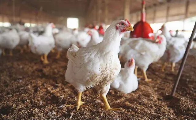 ଆର୍ଥିକ ସଂକଟରେ କୁକୁଡ଼ା ଚାଷୀ: ଚାଷୀ ବିକୁଛନ୍ତି ୬୦ରେ, ଗ୍ରାହକ କିଣୁଛନ୍ତି ୨୦୦ରେ