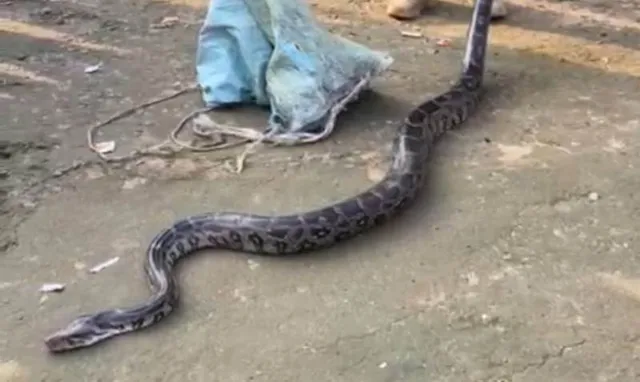 ବିଦ୍ୟାଳୟ ନିକଟରୁ ୮ ଫୁଟର ଅଜଗର ଉଦ୍ଧାର