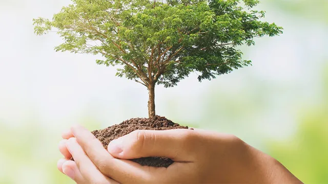 ବୃକ୍ଷରୋପଣରେ ଦୁର୍ନୀତି: ଗଛପିଛା ୧୫୦୦ ସ୍ବାହା