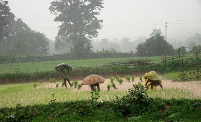ଧାନକୁ ସ୍ବାଭାବିକ କରିବ ବର୍ଷା, ପରିବା ପାଇଁ ବିପଦ; ପାଣି ନିଷ୍କାସନ ବ୍ୟବସ୍ଥା ପାଇଁ ପରାମର୍ଶ