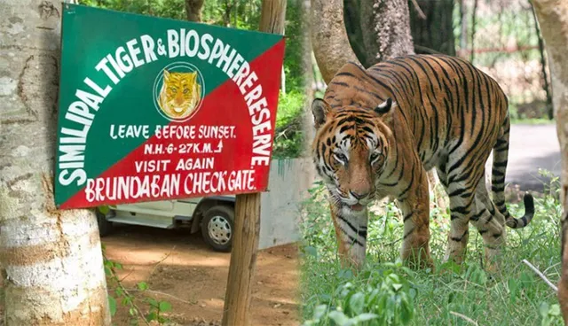 ଆଜିଠାରୁ ପର୍ଯ୍ୟଟକଙ୍କ ପାଇଁ ଖୋଲିଲା ଶିମିଳିପାଳ ଜାତୀୟ ଉଦ୍ୟାନ: ୬୦ଟି ଚାରିଚକିଆ ଗାଡ଼ିକୁ ଅନୁମତି