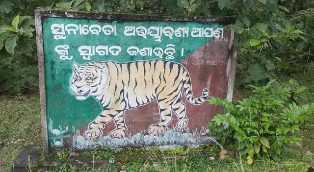 ଅସୁରକ୍ଷିତ ବନ୍ୟପ୍ରାଣୀ: ଅଟକିଛି ପ୍ରସ୍ତାବିତ ବ୍ୟାଘ୍ର ପ୍ରକଳ୍ପ, ବାଘ ଶୂନ୍ୟ ହେବ ସୁନାବେଡ଼ା ଅଭୟାରଣ୍ୟ