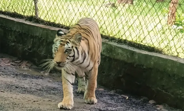 ସୁନ୍ଦରୀ ଗଲା ଚିଡ଼ିଆଖାନା, ଭୋପାଳସ୍ଥିତ ବନ ବିହାର ଜାତୀୟ ଉଦ୍ୟାନ ଏବେ ସ୍ଥାୟୀ ଠିକଣା