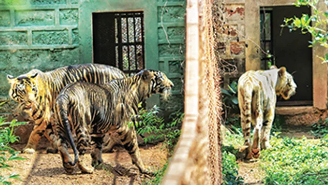 ନନ୍ଦନକାନନରେ ବିଶ୍ୱ ବ୍ୟାଘ୍ର ଦିବସ: ‘ସ୍ନେହା’କୁ ଦେଖିବାକୁ ‘ବାସୁ’ ପାଗଳ