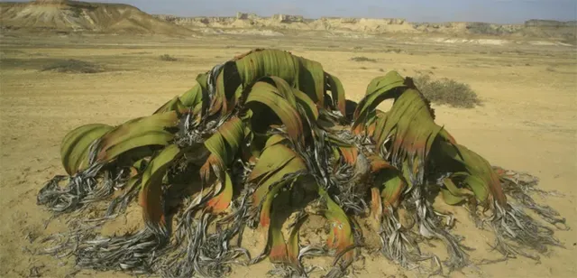 ହଜାରେ ବର୍ଷ ବଞ୍ଚୁଥିବା ଉଦ୍ଭିଦ