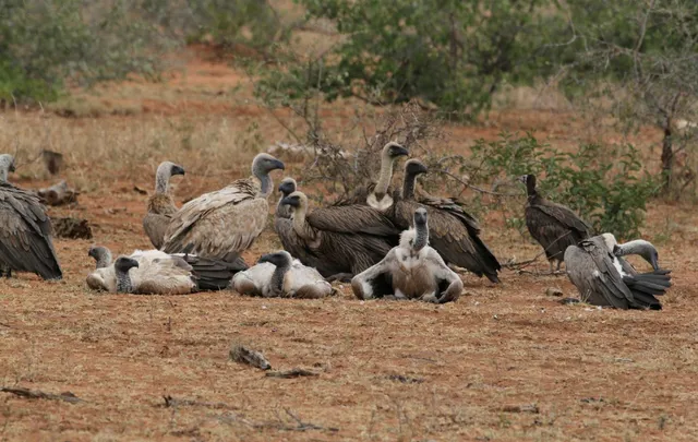 ୟୁପିରେ ହେବ ବିଶ୍ବର ପ୍ରଥମ ଶାଗୁଣା ସଂରକ୍ଷଣ କେନ୍ଦ୍ର