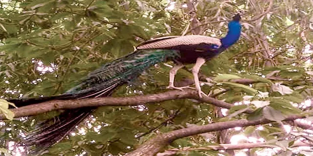 ଜାତୀୟ ପକ୍ଷୀ ମୟୂରଙ୍କ ସୁରକ୍ଷା, ଭିତ୍ତିଭୂମି ବିକାଶ ପାଇଁ ସ୍ବତନ୍ତ୍ର ଯୋଜନା କେବେ ?