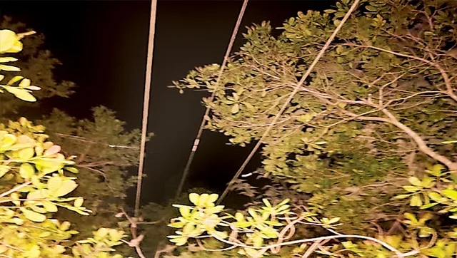 ଗଜରାଜଙ୍କ ପାଇଁ କାଳ ବିଦ୍ୟୁତ୍ ତାର , ଦକ୍ଷିଣ ଓ ଉତ୍ତର ଘୁମୁସର ବନଖଣ୍ଡରେ ୨୫୮ କିମି ଆବରଣମୁକ୍ତ