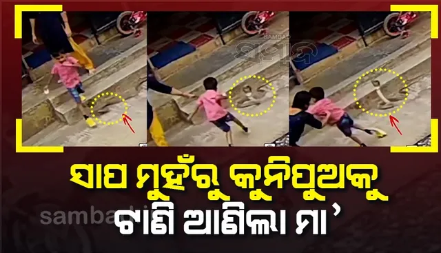 ମାଆ ଯାହାର ସାହା! ସାପ ମୁହଁରୁ କୁନି ପିଲାକୁ ଏପରି ଭାବେ ଟେକି ନେଲେ ସାହସିନୀ ମହିଳା