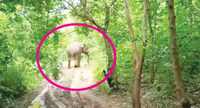 ବାରସିଙ୍ଗା ଜଙ୍ଗଲରେ ଗୁଳିବିଦ୍ଧ ଦନ୍ତା ମୃତ୍ୟୁ ଘଟଣା, ୫ଜଣଙ୍କୁ ଉଠାଇ ନେଲା ବନ ବିଭାଗ