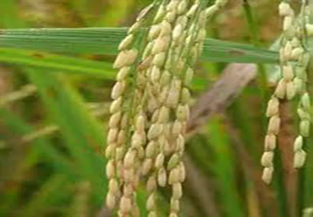 ଚାଷବାସ ମନ୍ଥର, ନୂଆପଡ଼ାରୁ ଆସିବ ନୂଆଁଖାଇ ଧାନ