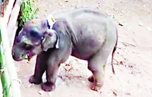 ଉଦ୍ଧାର ହାତୀ ଶାବକ ନାମ ହେଲା ‘ଜଗା’