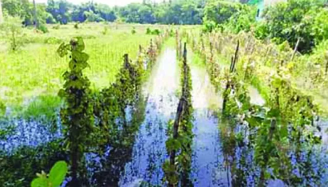 ସର୍ବସ୍ବାନ୍ତ କଲା ବନ୍ୟା, ଏଥର ବି ଉଜୁଡ଼ିବ ଧାନ ଓ ପରିବା ଚାଷ