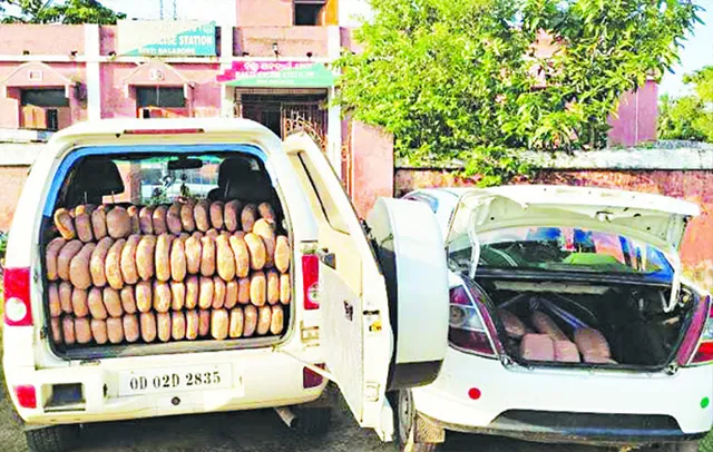 ୧୦ ଲକ୍ଷ ଟଙ୍କାର ଗଞ୍ଜେଇ ଜବତ