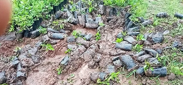 ନର୍ସରିର ୬ ହଜାର ଚାରା ନଷ୍ଟ କଲେ ହାତୀ