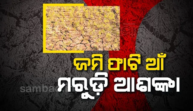 ଜୁଲାଇ ବର୍ଷାରେ ଡ୍ୟାମ୍‌ ଭର୍ତ୍ତି; ଚାଷୀଙ୍କୁ ପାଣି ନାହିଁ, ଶୋଷୁଛି କିଏ?