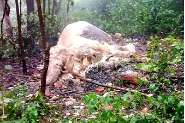 ମହାଗିରି ଜଙ୍ଗଲରୁ ହାତୀର ଗଳିତ ମୃତଦେହ ଠାବ