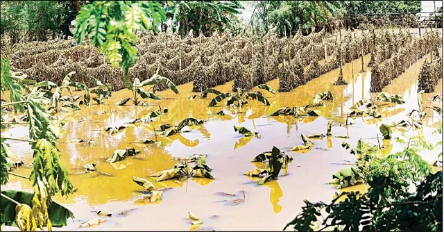 ଧୋଇଗଲା ପରିବା ଚାଷ, ଚିନ୍ତାରେ ଚାଷୀ