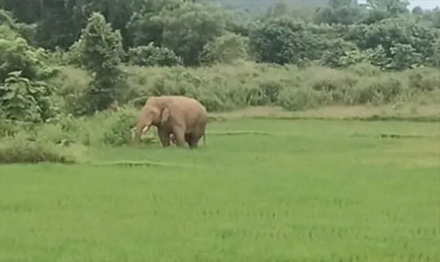 ଚାଷଜମିରେ ବୁଲିଲା ଦନ୍ତା