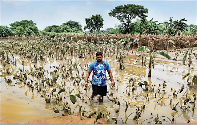 ବନ୍ୟା ପ୍ରଭାବ: ପରିବା ପେଣ୍ଠରେ କସି ମିଳୁନି, ବିକୁଥିଲେ, ଆଜି କିଣି ପାରୁନାହାନ୍ତି