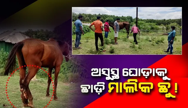 ଅସୁସ୍ଥ ଘୋଡ଼ାକୁ ମରଣ ମୁହଁରେ ରାସ୍ତା ପାର୍ଶ୍ୱରେ ଛାଡି ଚାଲିଗଲା ମାଲିକ
