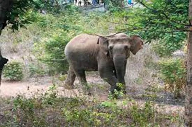 ମନ୍ଦିର ପୂଜକଙ୍କୁ ଦଳିଦେଲା ହାତୀ