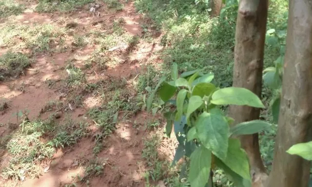 ଅଜଣା ବ୍ୟକ୍ତିଙ୍କ ଝୁଲନ୍ତା ମୃତଦେହ ଉଦ୍ଧାର