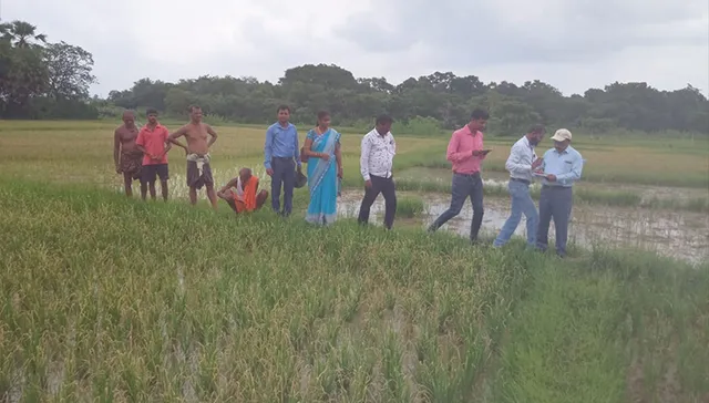 ଧାନ ଫସଲରେ ପତ୍ରପୋଡ଼ା ରୋଗ