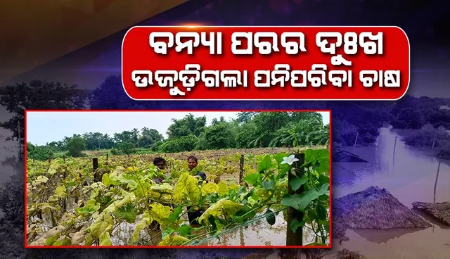 ଦୈନିକ ୧୫୦ କୁଇଣ୍ଟାଲ ରପ୍ତାନି ହେଉଥିଲା, ବନ୍ୟା ପରେ ଏବେ ନିଜ ପାଇଁ ବି ନାହିଁ ପରିବା