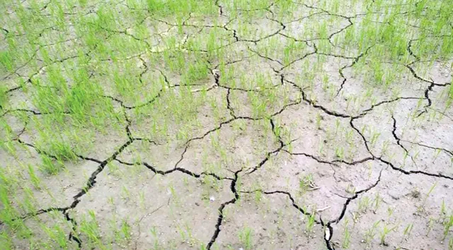 ନିଅଣ୍ଟିଆ ବର୍ଷା; ୫୩ ପ୍ରତିଶତ ଜମି ପଡ଼ିଆ, ଅଗଷ୍ଟ ବର୍ଷାକୁ ଅପେକ୍ଷା; କମ୍ ବର୍ଷା ହେଲେ ସ୍ଥିତି ସଂଗିନ