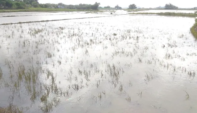 ବନ୍ୟାଜଳରେ ବୁଡ଼ି ରହିଛି ହେକ୍ଟର୍‌ ହେକ୍ଟର୍‌ ଚାଷ ଜମି ଉଜୁଡ଼ି ଗଲା ଧାନ, ପନିପରିବା ଫସଲ