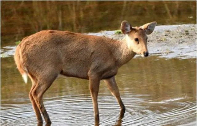 ନଦୀକୁ ପାଣି ପିଇବା ପାଇଁ ଆସିଥିଲା ଗର୍ଭିଣୀ କୁଟୁରା, ଠେଙ୍ଗାରେ ପିଟିପିଟି ମାରିଦେଲେ ଶିକାରୀ