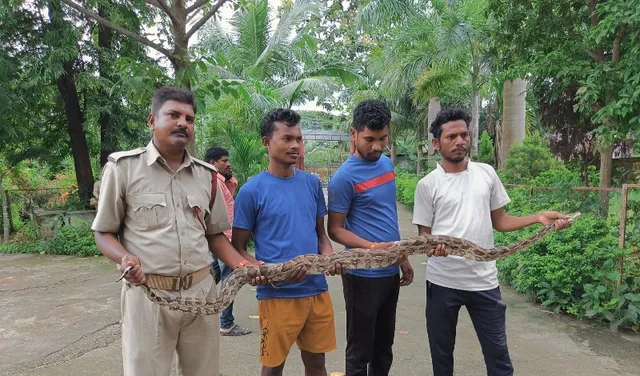 କୁକୁଡା ଖାଇବାକୁ ଆସି ଫସିଗଲା, ୬ ଫୁଟର ଅଜଗର ଉଦ୍ଧାର
