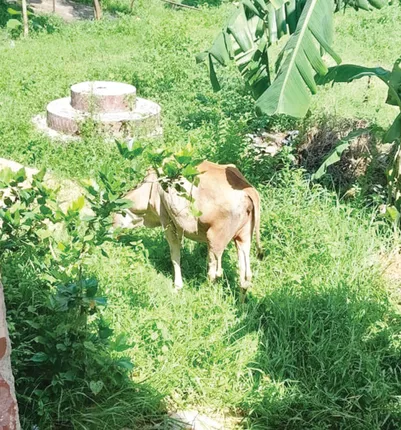 ବିଦ୍ୟାପୀଠ ସହ ମିଶ୍ରଣ ହେଲା ଖମାରଙ୍ଗ ପ୍ରାଥମିକ ବିଦ୍ୟାଳୟ