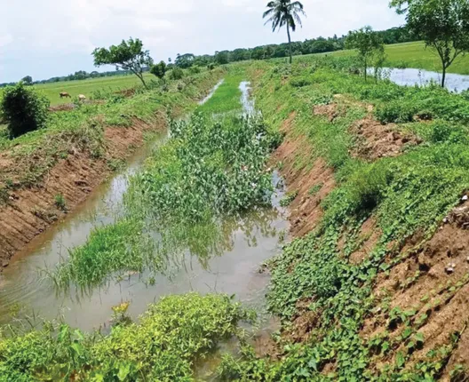 ନିଅଣ୍ଟିଆ ବର୍ଷା ଭାଙ୍ଗିଛି ଚାଷୀର ଅଣ୍ଟା