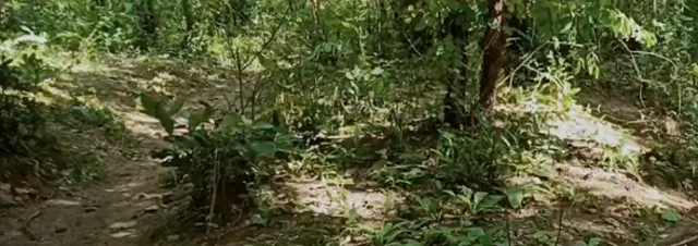 ସୁନାମୁଖୀ ଜଙ୍ଗଲରେ ଯୁବକଙ୍କ ମୁଣ୍ଡବିହୀନ ଶବ ଜବତ