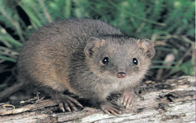 ସମ୍ଭୋଗ ପାଇଁ ଜୀବନ ହାରୁଥିବା ପ୍ରାଣୀ