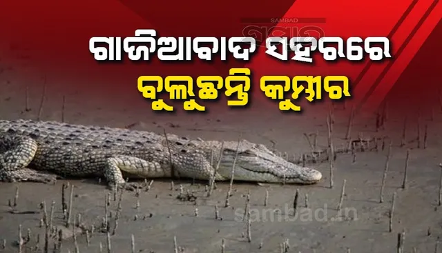 ଯମୁନା ନଦୀରେ ବନ୍ୟା ଯୋଗୁଁ ଗାଜିଆବାଦ ସହରରେ ବୁଲୁଛନ୍ତି କୁମ୍ଭୀର