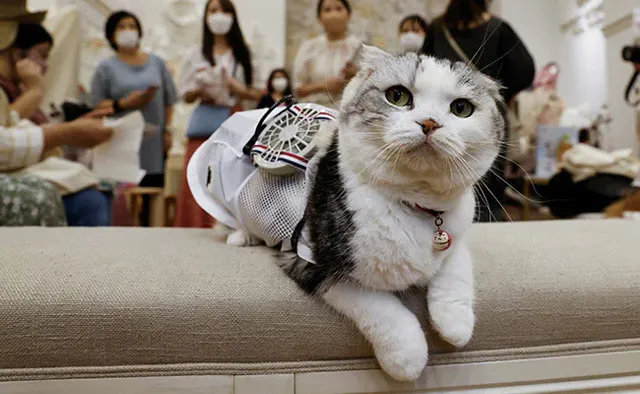 ଗରମରୁ ନିସ୍ତାର ପାଇବା ପାଇଁ ଜାପାନରେ ବିଲେଇ ଓ କୁକୁର ପିନ୍ଧୁଛନ୍ତି ପୋଷାକ-ପଙ୍ଖା