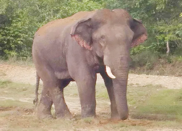 ଜଙ୍ଗଲକୁ ଶାଳପତ୍ର ଆଣିବାକୁ ଯାଇଥିବାବେଳେ ହାତୀ ଆକ୍ରମଣରେ ବୃଦ୍ଧାଙ୍କ ମୃତ୍ୟୁ