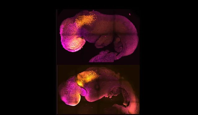 ବୈଜ୍ଞାନିକମାନେ ତିଆରି କଲେ ମସ୍ତିଷ୍କ ଓ ସ୍ପନ୍ଦିତ ହୃତ୍‌ପିଣ୍ଡ ଥିବା ବିଶ୍ବର ପ୍ରଥମ କୃତ୍ରିମ ଭ୍ରୂଣ: ରିପୋର୍ଟ