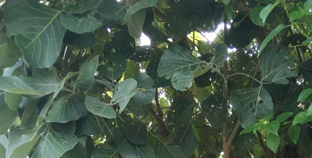 ବୃଦ୍ଧାଙ୍କ ଝୁଲନ୍ତା ମୃତଦେହ ଉଦ୍ଧାର