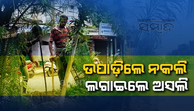 ‘ଫକ୍ସଟେଲ୍‌ ପାମ୍’ ଗଛ ବଦଳରେ ଲଗାଇଥିଲେ ‘ଏରିକା ପାମ୍‌’, ସ୍ମାର୍ଟସିଟି ଅର୍ଥ ଲୁଟିବାକୁ ଠିକାସଂସ୍ଥାର ଚକ୍ରାନ୍ତ ଫସର ଫାଟିଲା