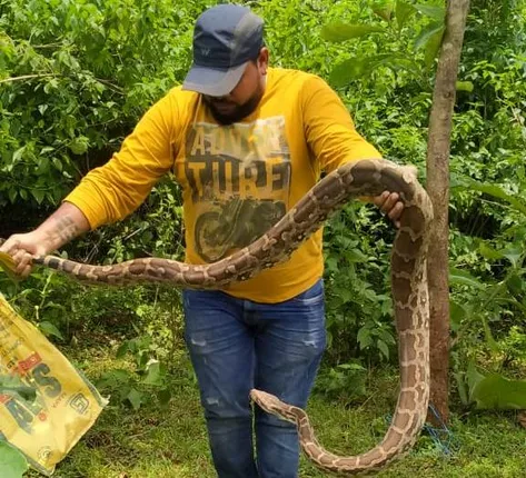 ଓସିସି କଲୋନିରୁ ଅଜଗର ଉଦ୍ଧାର